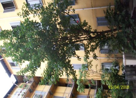 Appartamento VIA TRIVULZIO, De Angeli,  - TecnoimmobiliGroup